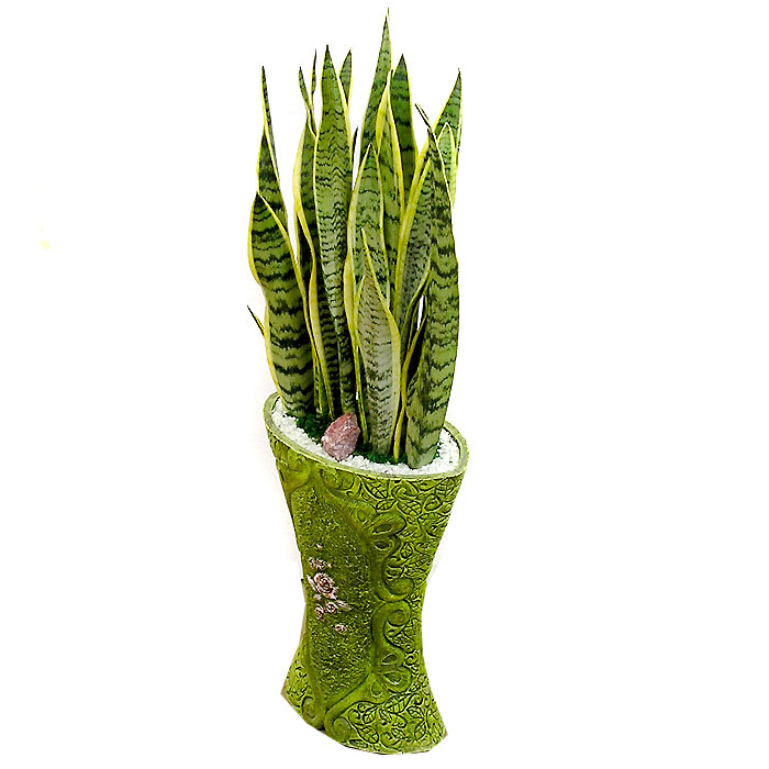 산세베리아 B형